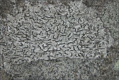 Halegrapha mucronata