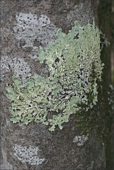 Flavoparmelia rutidota