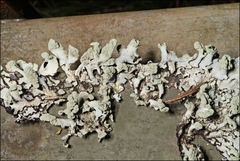 Hypogymnia subphysodes