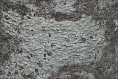 Pertusaria pertractata