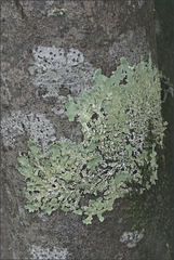 Flavoparmelia rutidota