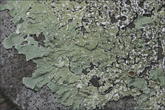 Flavoparmelia rutidota
