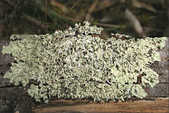 Flavoparmelia rutidota