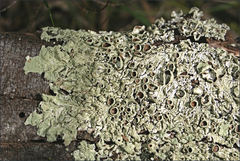 Flavoparmelia rutidota