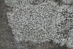 Halegrapha mucronata