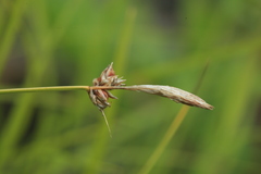 Carex vanheurckii