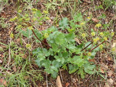 Tauschia arguta