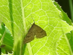 Udea profundalis