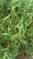 Limnodea arkansana