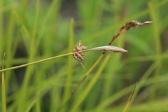 Carex vanheurckii