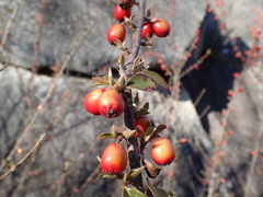 Cotoneaster simonsii