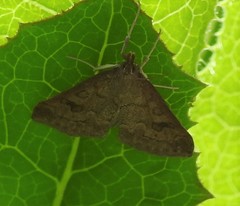 Udea profundalis