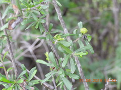 Bourreria spathulata