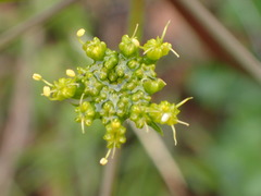 Tauschia arguta