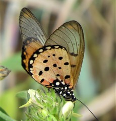 Acraea neobule neobule