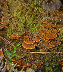 Hymenochaete setipora