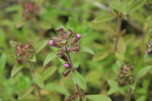 Thymus amurensis