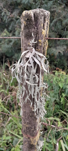 cartilage lichen