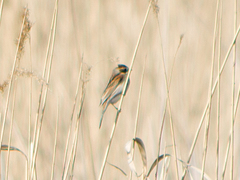 Emberizidae