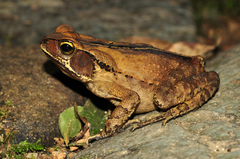 Ornate Forest Toad photo 5