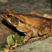 Rhinella abei - Photo (c) Pedro Ivo, some rights reserved (CC BY-NC), uploaded by Pedro Ivo