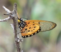 Acraea neobule neobule