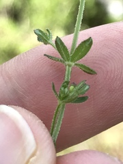 Galium porrigens porrigens