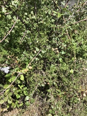 Galium porrigens porrigens