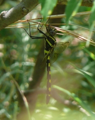 Macromia pacifica