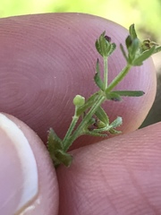 Galium porrigens porrigens