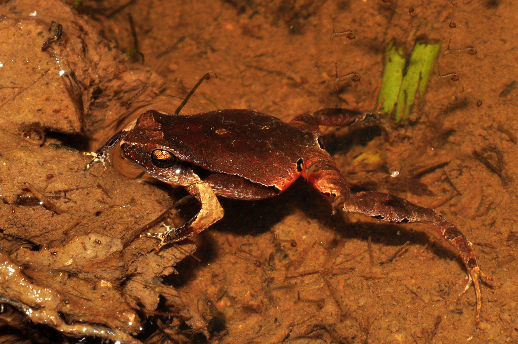 Iguape Dwarf Frog