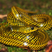 Coral Snake Mimics - Photo (c) Pedro Ivo, some rights reserved (CC BY-NC), uploaded by Pedro Ivo