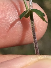 Galium porrigens porrigens