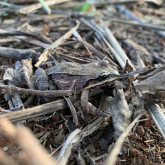 Leptodactylus albilabris
