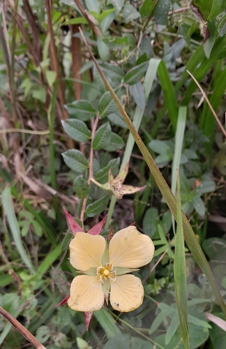 Mexican Primrose-willow