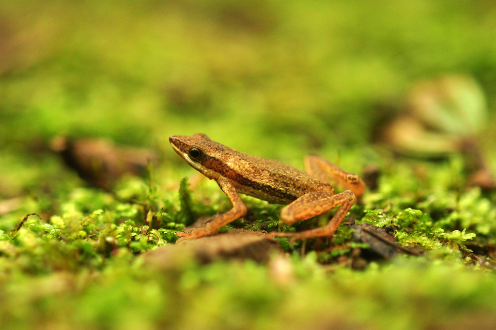 Lowland Tree Toad