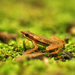Lowland Tree Toad - Photo (c) Pedro Ivo, some rights reserved (CC BY-NC), uploaded by Pedro Ivo