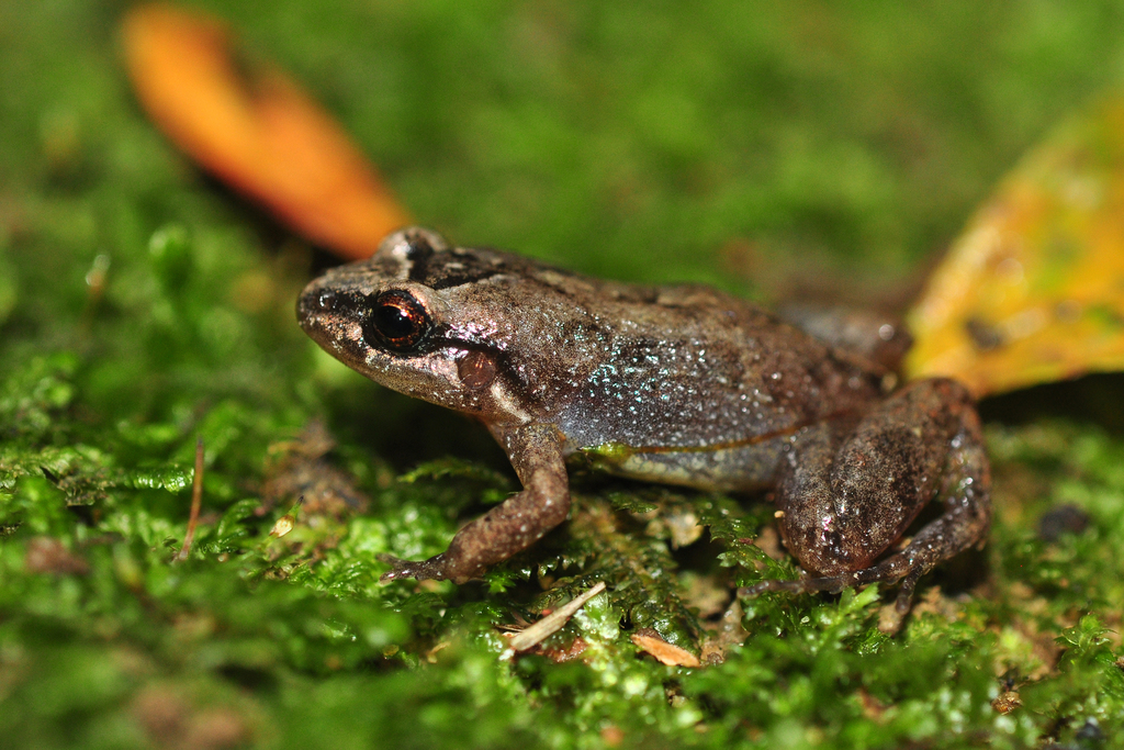 Adenomera marmorata (Anfíbios e répteis do Parque Nacional da Tijuca ...