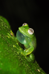 Lages Glass Frog photo 3