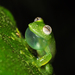 Humboldts Glass Frog - Photo (c) Pedro Ivo, some rights reserved (CC BY-NC), uploaded by Pedro Ivo