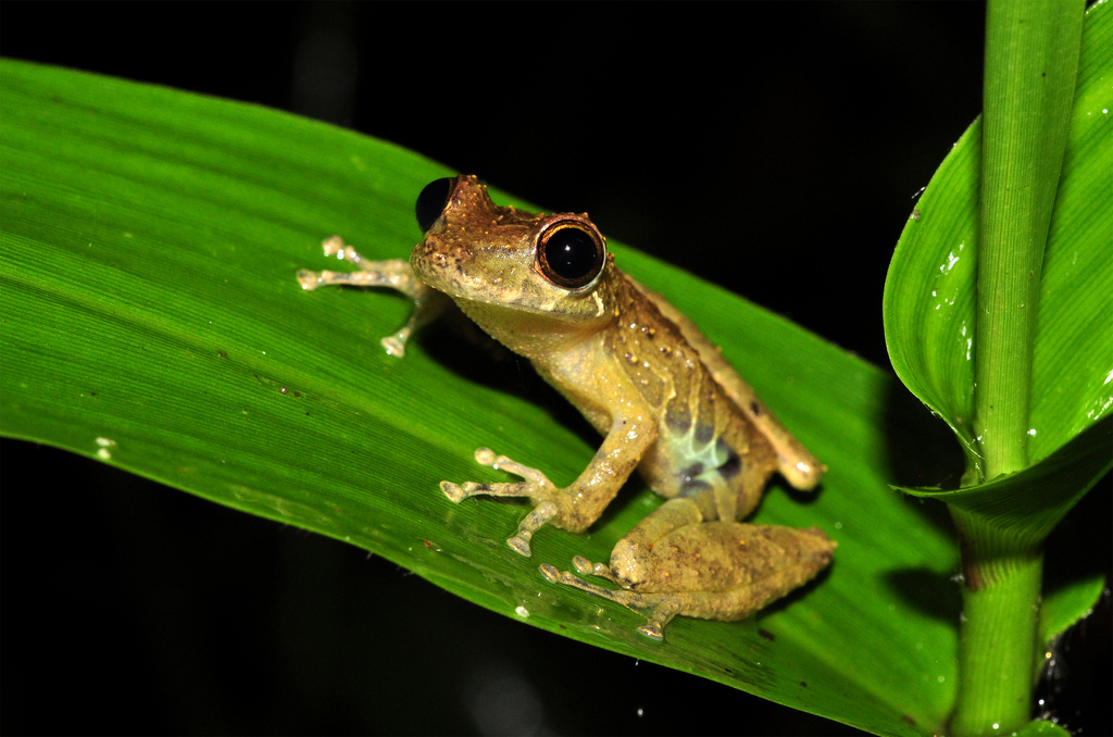 Rio Verde Snouted Treefrog