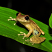 Rio Verde Snouted Tree Frog - Photo (c) Pedro Ivo, some rights reserved (CC BY-NC), uploaded by Pedro Ivo