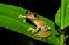 Rio Verde Snouted Tree Frog - Photo (c) Pedro Ivo, some rights reserved (CC BY-NC), uploaded by Pedro Ivo