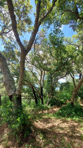 cork oak