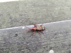 Baryrhynchus poweri