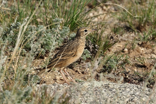 Bisbita estepario (Anthus godlewskii)