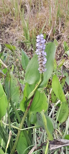 pickerelweed