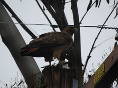 Buteo jamaicensis