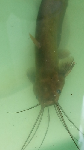 Stinging catfish balığı