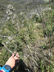 Ehrendorferia chrysantha